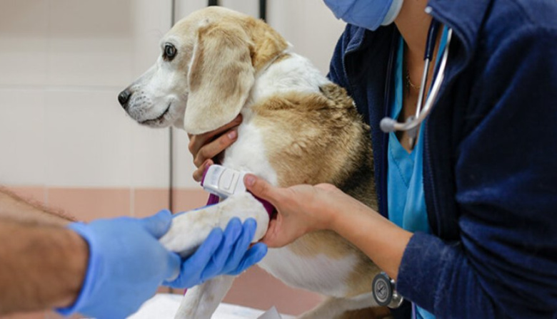 Rechazaron recurso del Colegio Médico Veterinario por incumplir con las guardias veterinarias en Río Grande