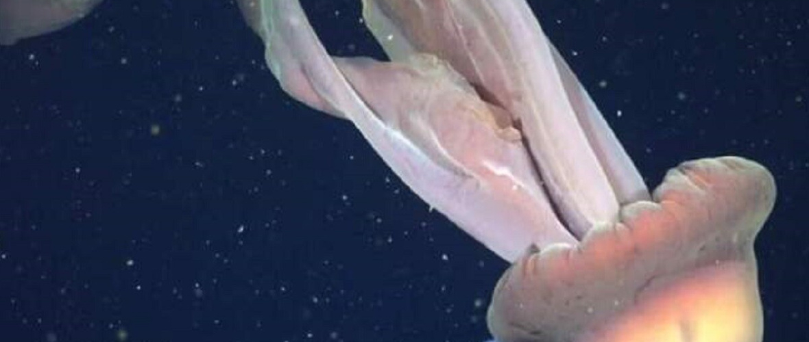 Medusa Gigante de 11 Metros es Registrada por Científicos del CONICET