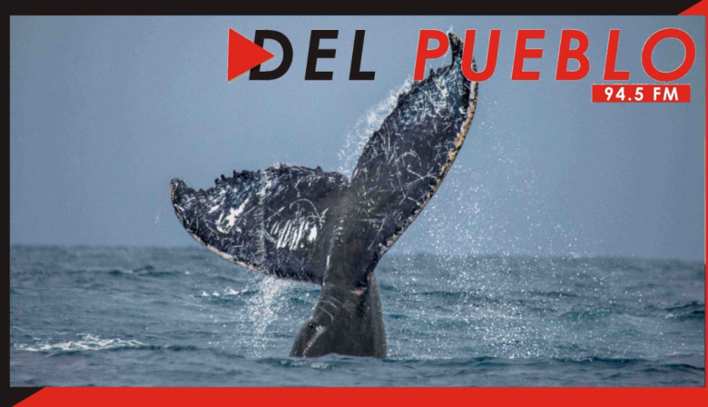 "Las ballenas están volviendo a lugares donde antiguamente habitaban"