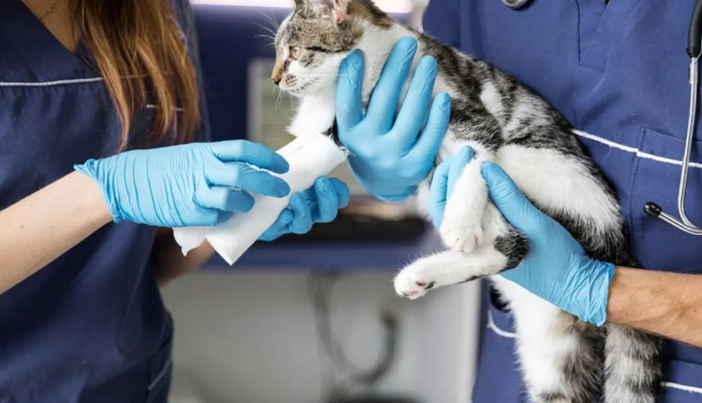 Rechazaron recurso del Colegio Médico Veterinario por incumplir con las guardias veterinarias en Río Grande