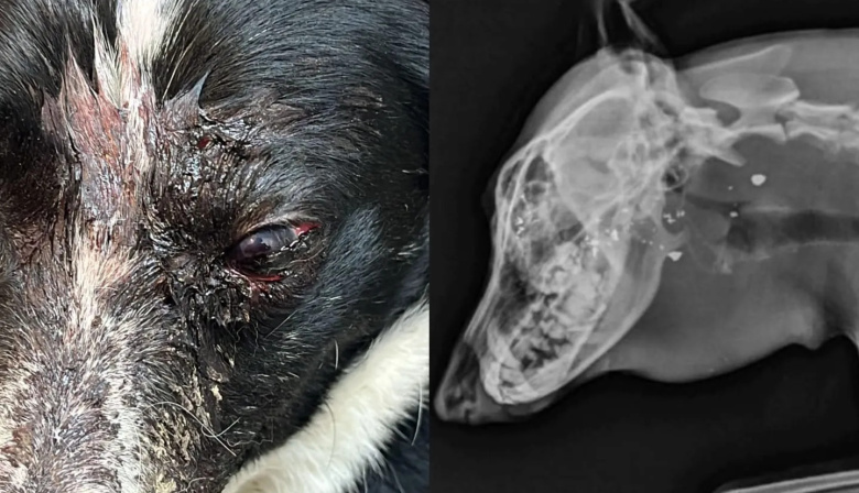 Crueldad en Tolhuin; balean a un perro en la cabeza y está grave