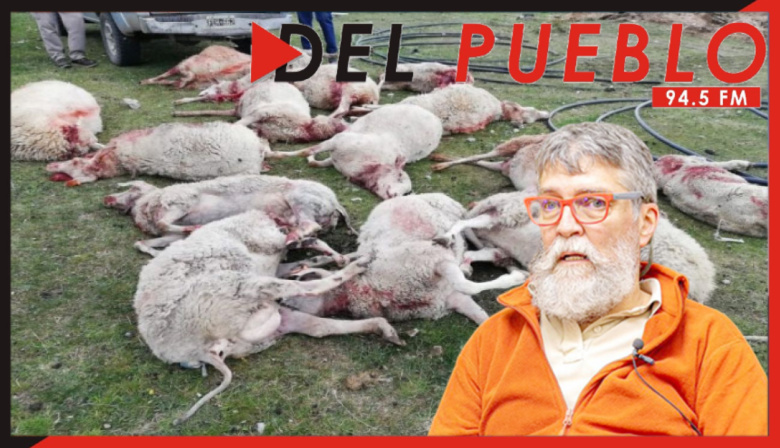 Schiavini: “Hay cada vez más ataques de perros asilvestrados al ganado”