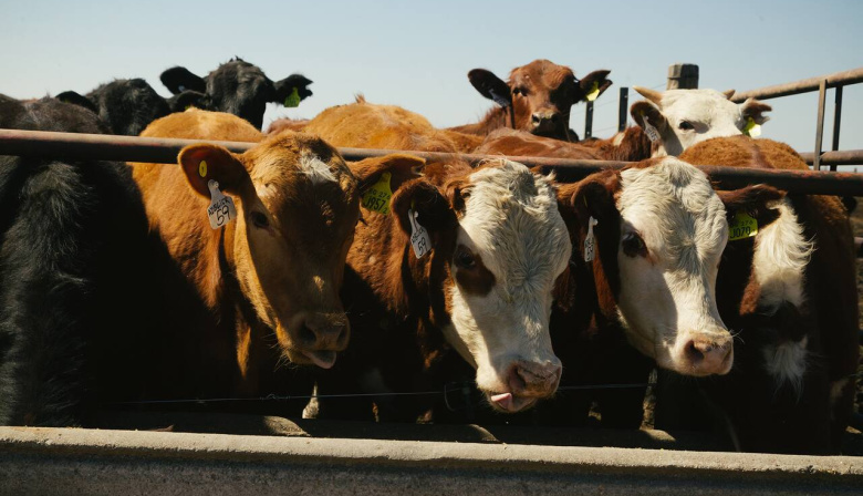Una diputada provincial bonaerense propuso un impuesto a la emisión de gases de las vacas