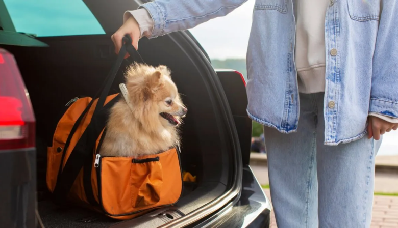 Cómo obtener el Certificado Veterinario Austral para viajar con mascotas