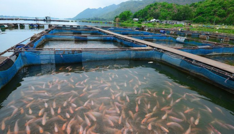 El Sur de Chile en alarma por la apertura de las salmoneras en Tierra del Fuego
