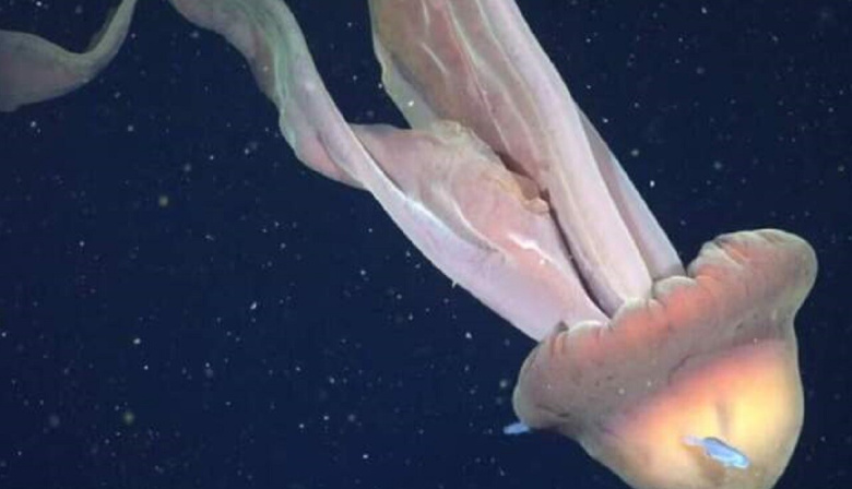 Medusa Gigante de 11 Metros es Registrada por Científicos del CONICET