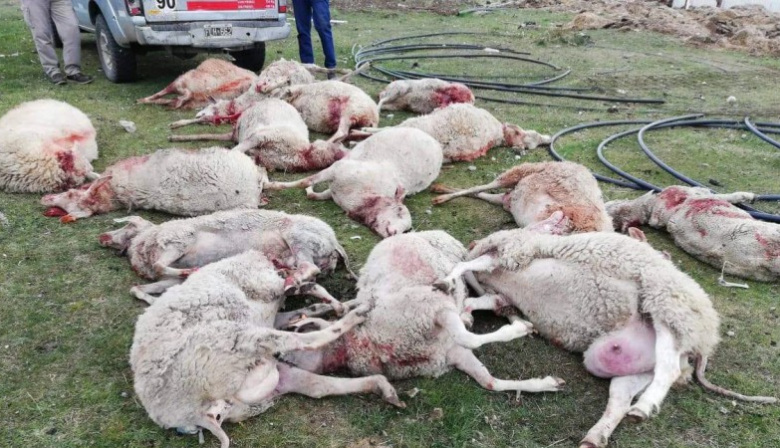 Perros Cimarrones se Apoderan de Tierra del Fuego