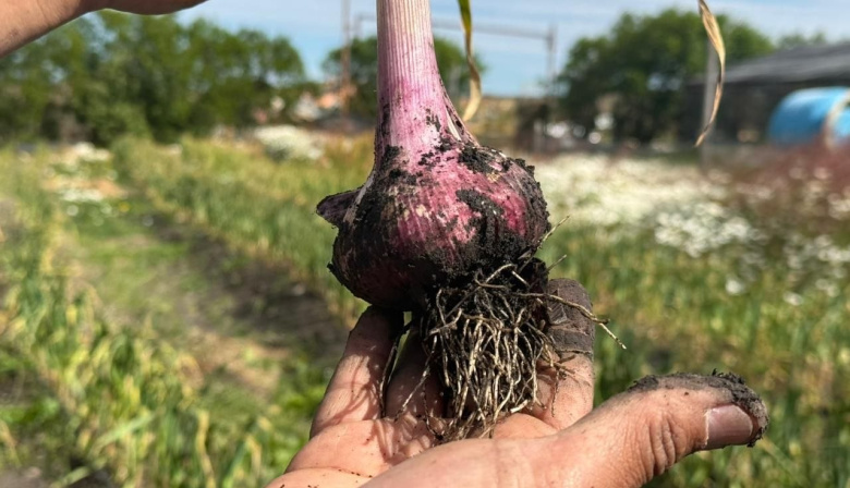RGA Alimentos cosechó ajos violetas por primera vez en Tierra del Fuego