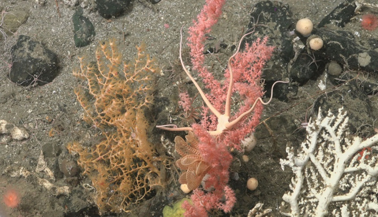 Gobierno convoca a la Capacitación: "Emprendedurismo de mar y desarrollo local desde el enfoque ecosistémico"