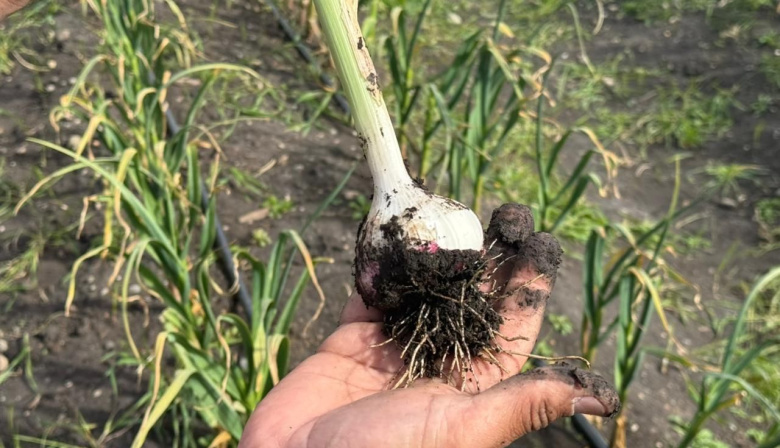 Ajo Violeta Fueguino: Un Éxito Local