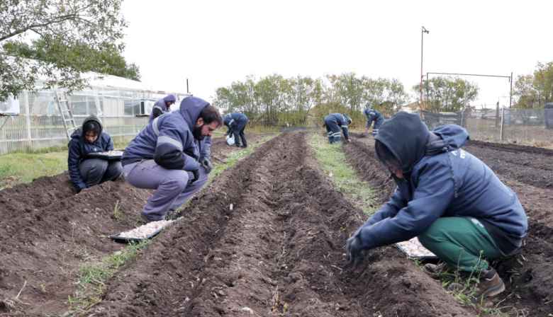 Rio Grande Activa avanza en la resiembra de los ajos violetas fueguinos