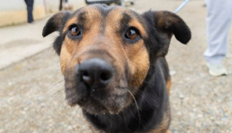 Ante la llegada de las bajas temperaturas, el municipio brinda recomendaciones para el cuidado de las mascotas