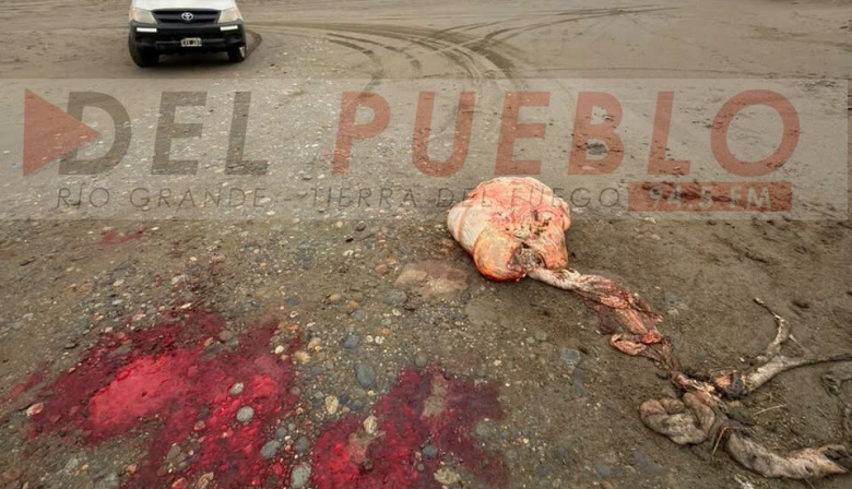 Preocupación por un nuevo caso de abigeato en La Misión: denuncian otro ataque de cuatreros en Cabo Domingo