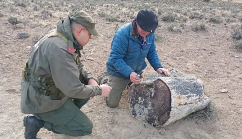 Hallaron un bosque de troncos petrificados de 50 millones de años en la Patagonia argentina