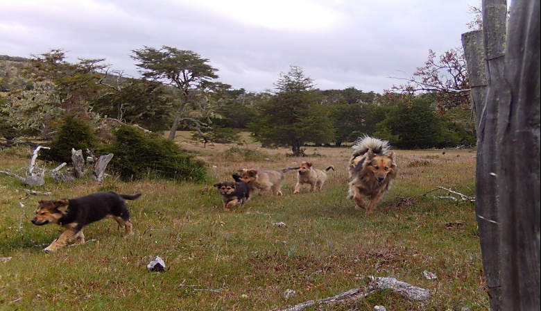 “Perro suelto cero”: Tierra del Fuego refuerza acciones frente a la problemática de los perros sueltos y asilvestrados