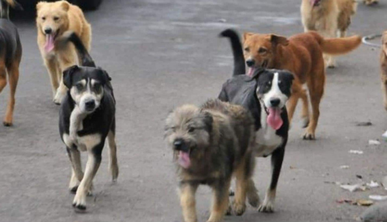 Advierten sobre el fuerte impacto de los perros sueltos en la biodiversidad y la salud de Ushuaia