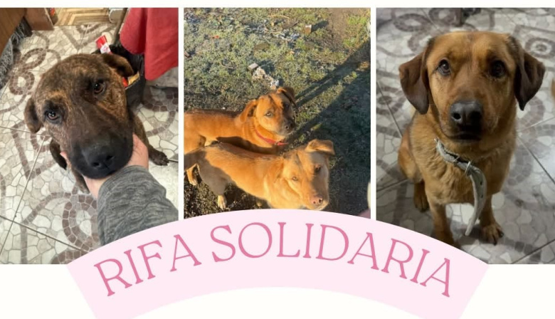 Siete perros rescatados tienen moquillo y su familia busca ayuda para afrontar los tratamientos