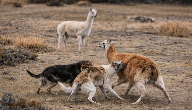 Propuesta para el control de perros sueltos y asilvestrados en Tierra del Fuego