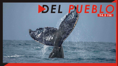"Las ballenas están volviendo a lugares donde antiguamente habitaban"