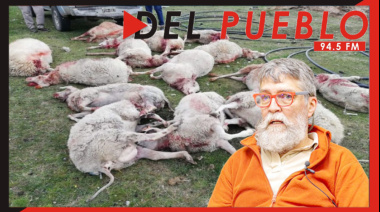 Schiavini: “Hay cada vez más ataques de perros asilvestrados al ganado”