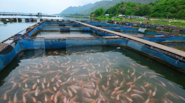 El Sur de Chile en alarma por la apertura de las salmoneras en Tierra del Fuego