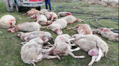 Perros Cimarrones se Apoderan de Tierra del Fuego