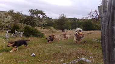 “Perro suelto cero”: Tierra del Fuego refuerza acciones frente a la problemática de los perros sueltos y asilvestrados