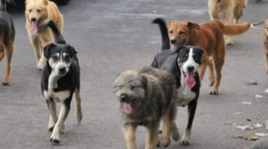 Advierten sobre el fuerte impacto de los perros sueltos en la biodiversidad y la salud de Ushuaia