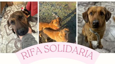 Siete perros rescatados tienen moquillo y su familia busca ayuda para afrontar los tratamientos