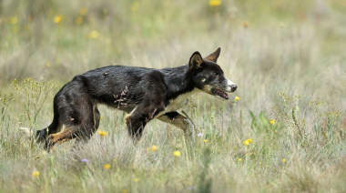 Chile debate autorizar la caza de perros asilvestrados: la polémica que divide al país