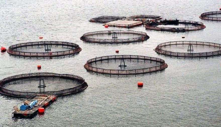 Advierten graves riesgos por posible cultivo de salmones en Tierra del Fuego