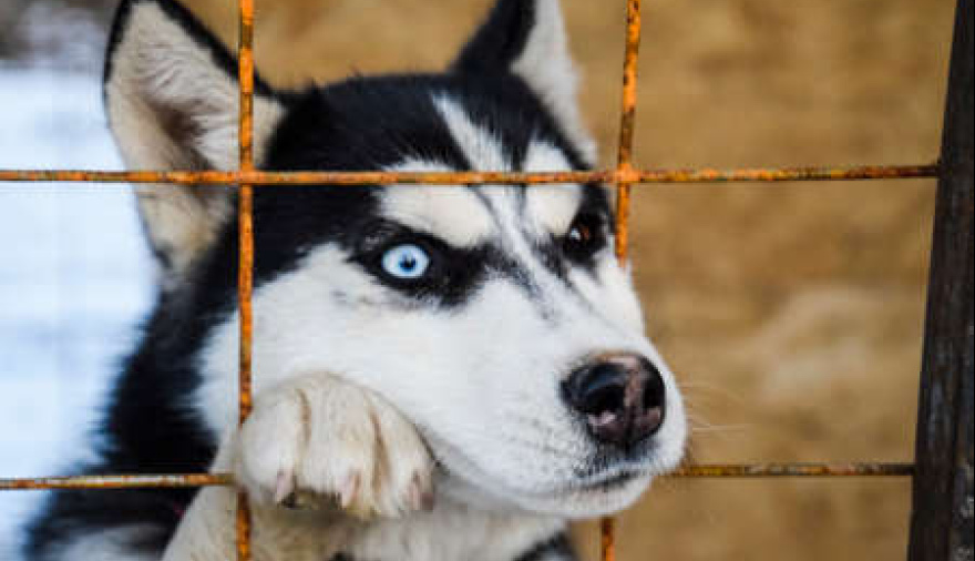20250717092005_88708215-perro-husky-con-diversos-ojos-husky-blanco-y-negro-marron-y-ojos-azules