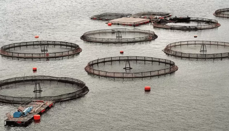 “Hay una demonización con el tema de las salmoneras”, advirtieron desde el sector mercantil