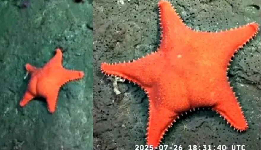 LA ESCUELA AUSTRÍACA vs LA ESTRELLA CULONA