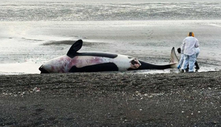 Alrededor de 26 son las orcas varadas en la bahía San Sebastián