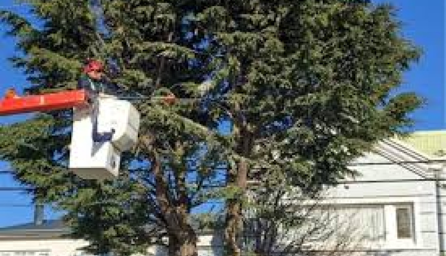 Rio Grande impulsa el programa Ciudad Verde con recomendaciones para forestar