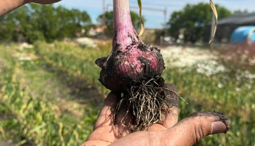 RGA Alimentos cosechó ajos violetas por primera vez en Tierra del Fuego