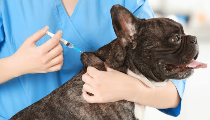 Rabia: perros y gatos pueden vacunarse gratis hasta el 3 de octubre