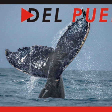 "Las ballenas están volviendo a lugares donde antiguamente habitaban"