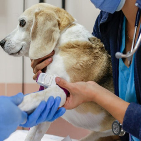 Rechazaron recurso del Colegio Médico Veterinario por incumplir con las guardias veterinarias en Río Grande