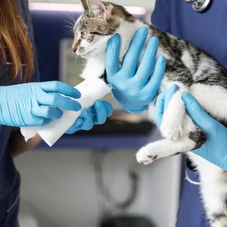 Rechazaron recurso del Colegio Médico Veterinario por incumplir con las guardias veterinarias en Río Grande