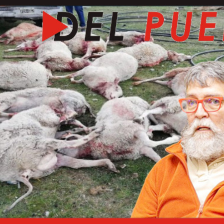 Schiavini: “Hay cada vez más ataques de perros asilvestrados al ganado”