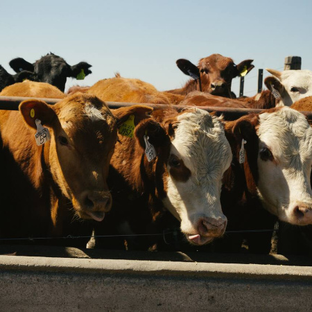 Una diputada provincial bonaerense propuso un impuesto a la emisión de gases de las vacas