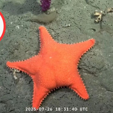 El streaming de científicos del CONICET ganó el Martín Fierro de Oro