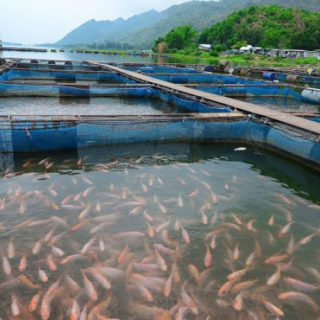 El Sur de Chile en alarma por la apertura de las salmoneras en Tierra del Fuego