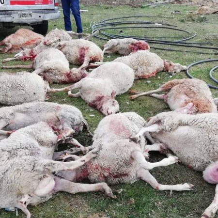 Perros Cimarrones se Apoderan de Tierra del Fuego