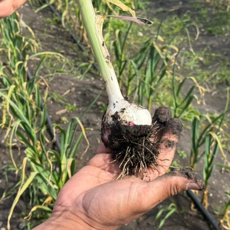 Ajo Violeta Fueguino: Un Éxito Local