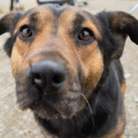 Ante la llegada de las bajas temperaturas, el municipio brinda recomendaciones para el cuidado de las mascotas