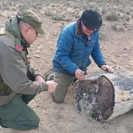 Hallaron un bosque de troncos petrificados de 50 millones de años en la Patagonia argentina