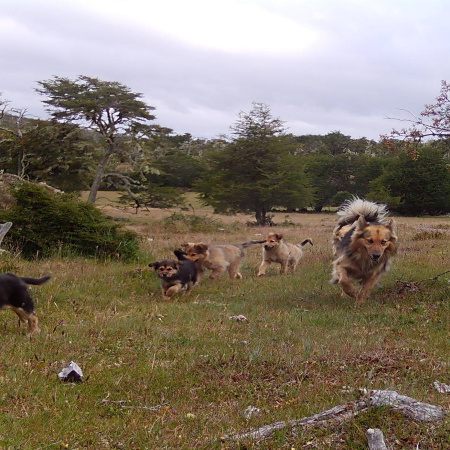 “Perro suelto cero”: Tierra del Fuego refuerza acciones frente a la problemática de los perros sueltos y asilvestrados